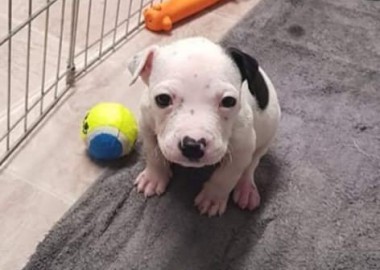 64286953 532130813985775 5689305098384048128 n