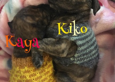 67660212 386073555427153 697889974661414912 n v2